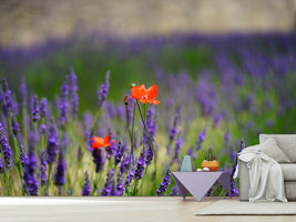 photo-wallpaper-poppy-in-the-lavender