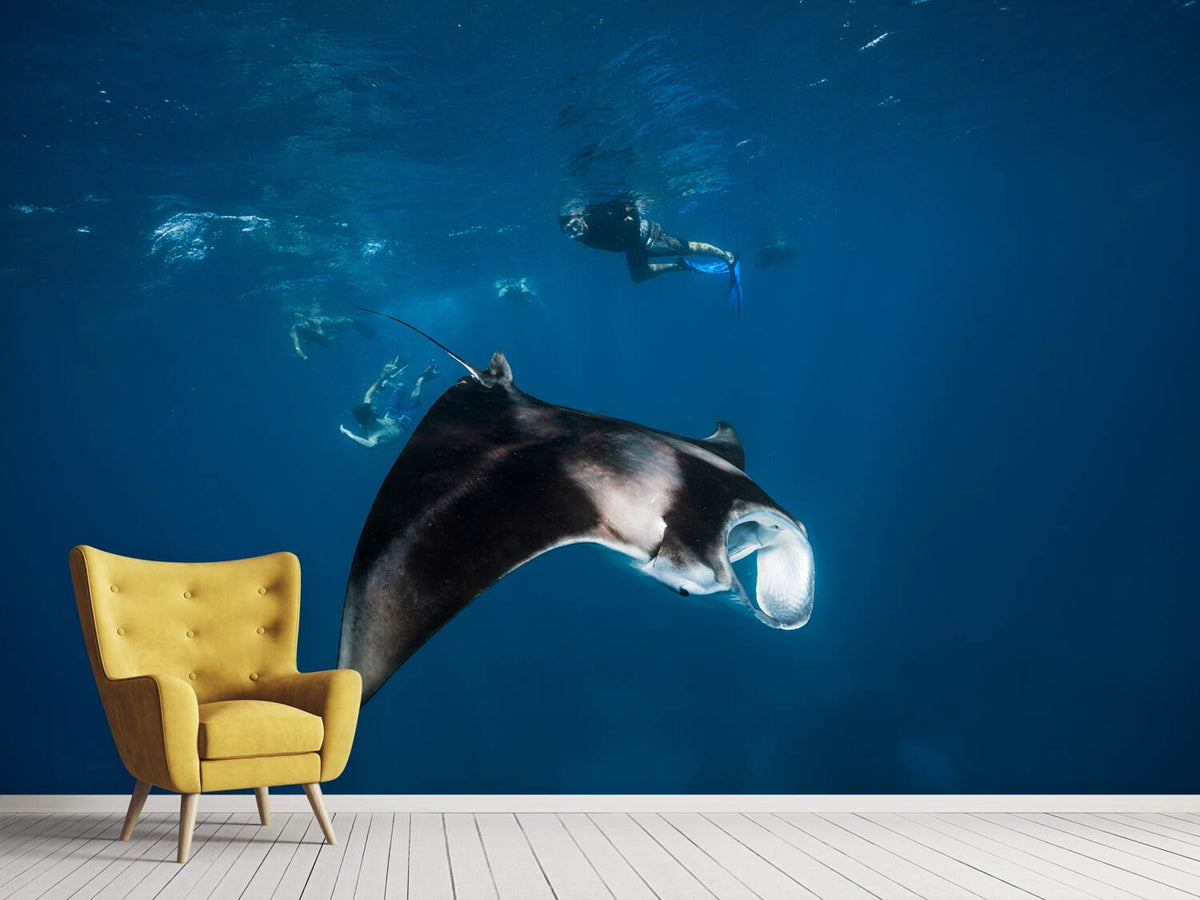 photo-wallpaper-manta-ray-ii