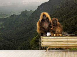 photo-wallpaper-gelada-baboons-xep