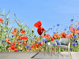 photo-wallpaper-the-poppy-in-the-flower-meadow