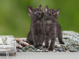 photo-wallpaper-2-black-cats-babies