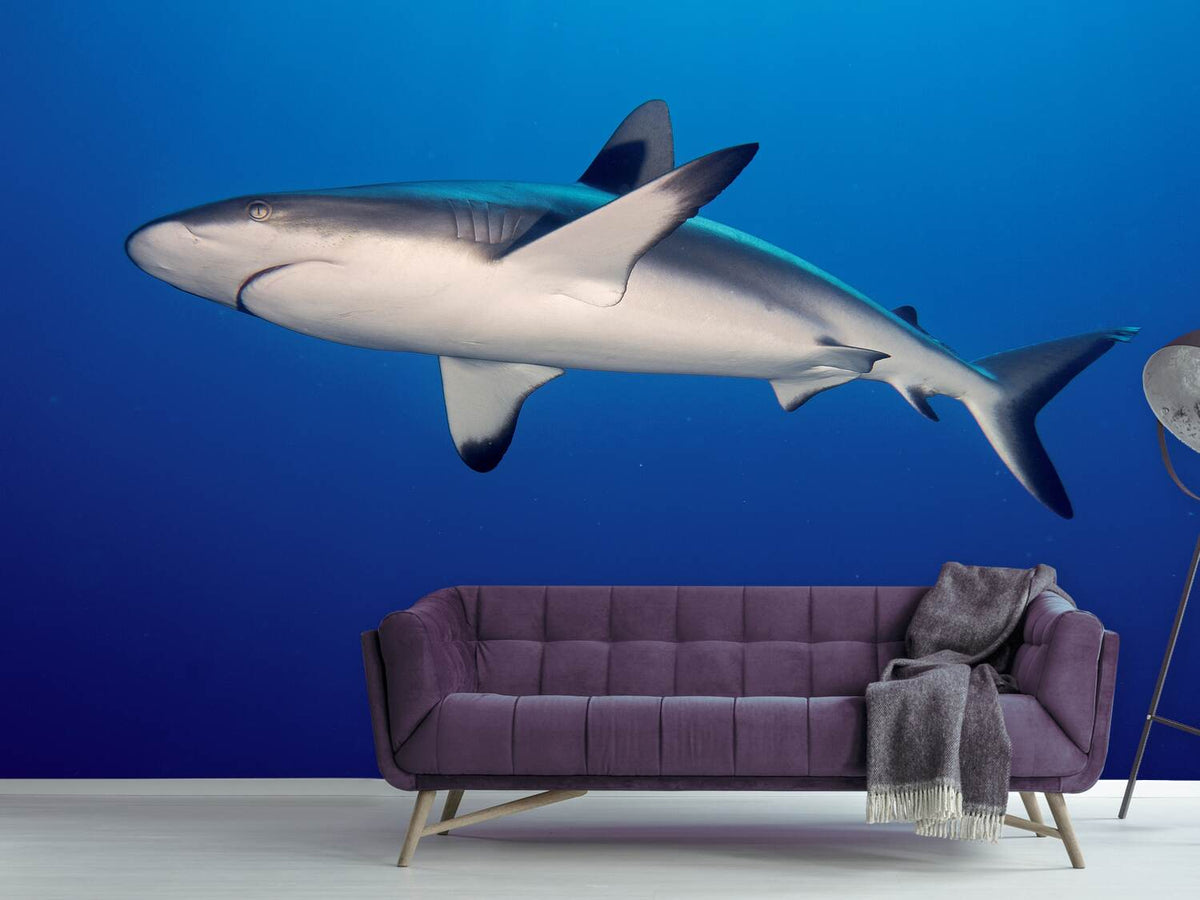 photo-wallpaper-shark-in-the-dark-sea