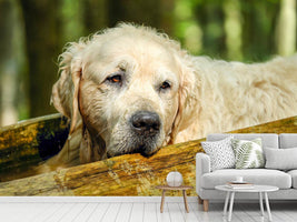 photo-wallpaper-golden-retriever-in-nature