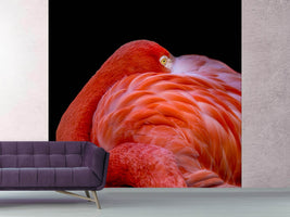 photo-wallpaper-flamingo-a