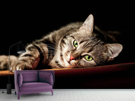 photo-wallpaper-relaxed-cat