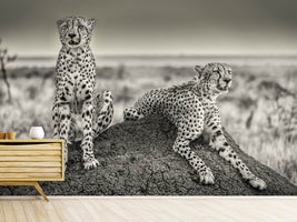 photo-wallpaper-two-cheetahs-watching-out