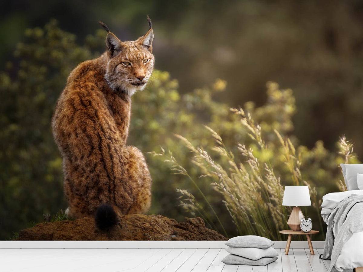 photo-wallpaper-lynx-fine-art-x