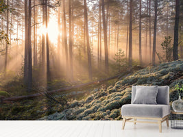 photo-wallpaper-foggy-morning-in-the-forest
