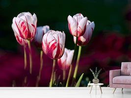 photo-wallpaper-the-beauty-of-the-tulips