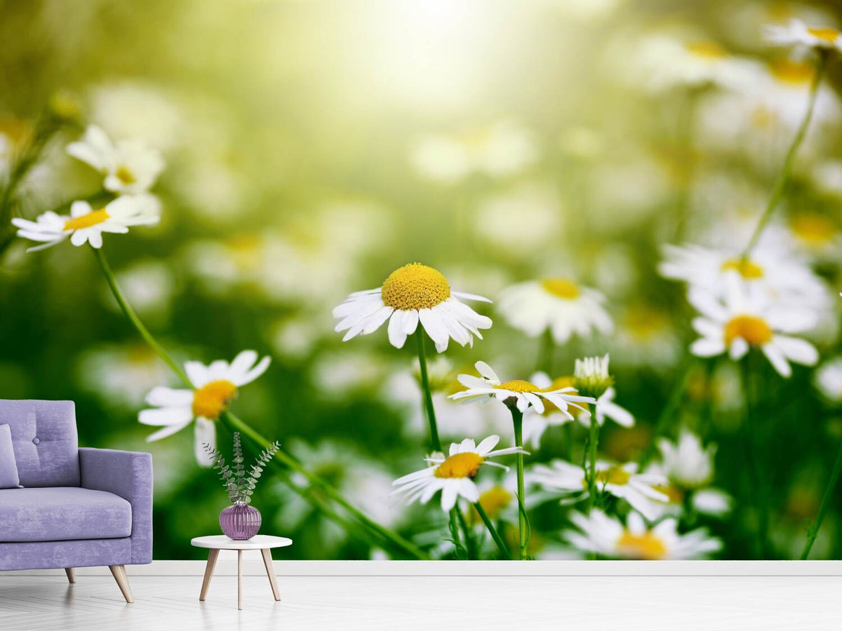 photo-wallpaper-the-daisy