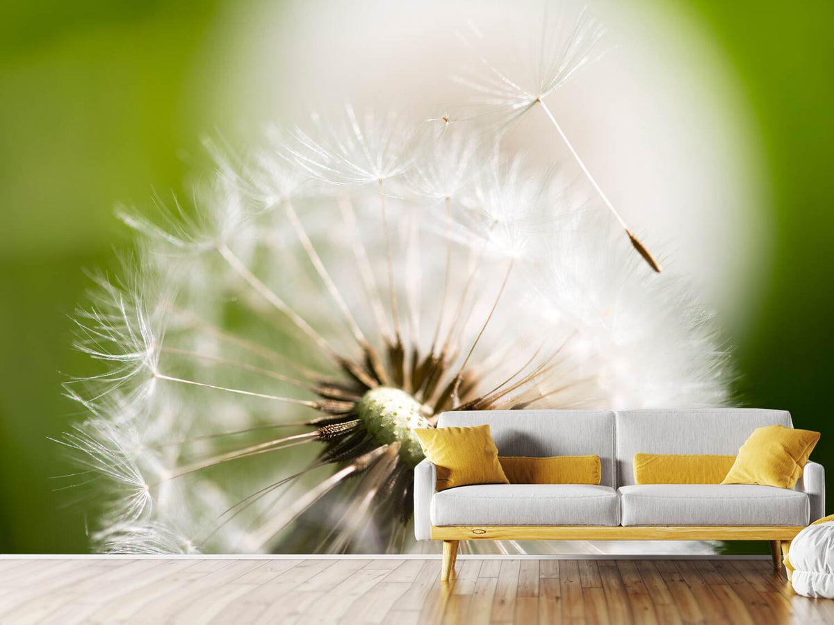 photo-wallpaper-blowball-dandelion