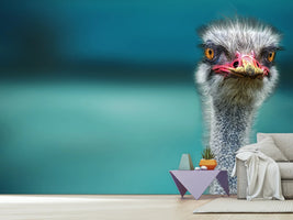 photo-wallpaper-blue-meets-ostrich