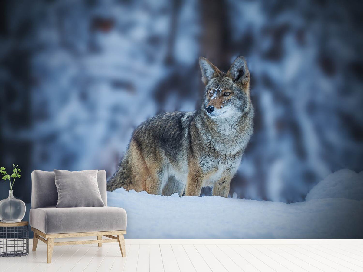 photo-wallpaper-coyote-in-winter-x