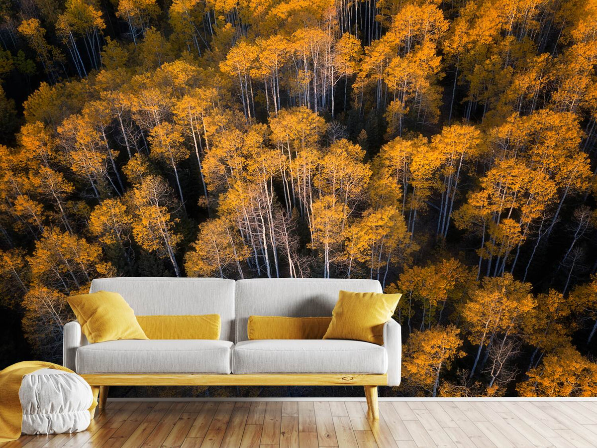 photo-wallpaper-aspen-in-autumn-x