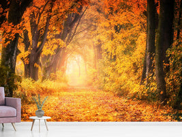 photo-wallpaper-colors-magnificent-forest