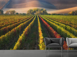 photo-wallpaper-vineyard-in-autumn-x