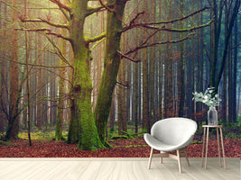 photo-wallpaper-alone-in-the-woods