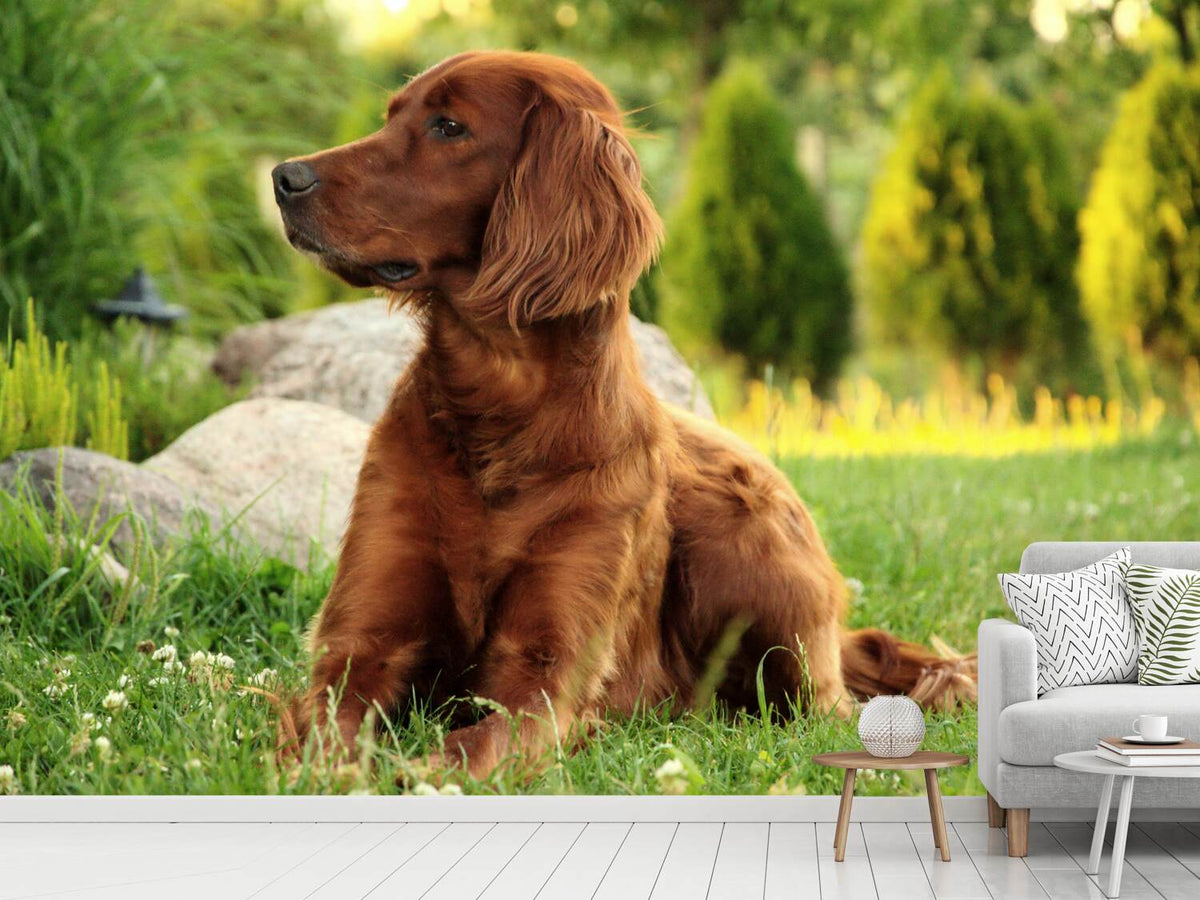 photo-wallpaper-attentive-irish-setter