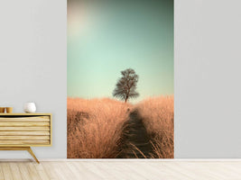 photo-wallpaper-grass-and-path