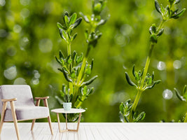 photo-wallpaper-fresh-thyme