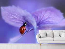 photo-wallpaper-ladybird-on-purple-hydrangea