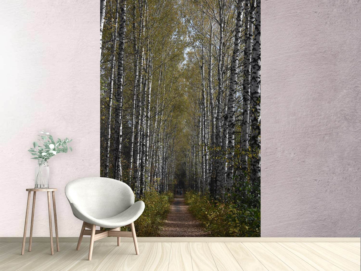 photo-wallpaper-birch-avenue