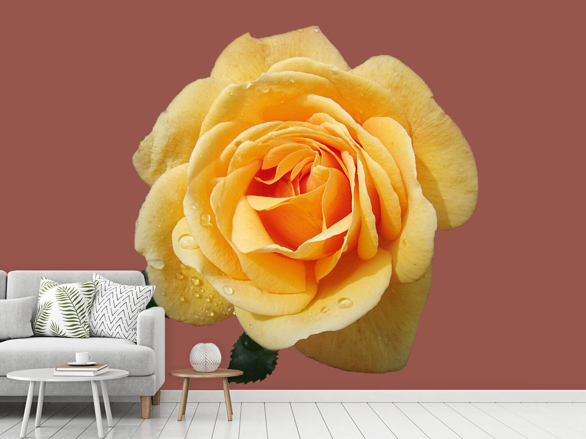 photo-wallpaper-rose-in-yellow-xxl