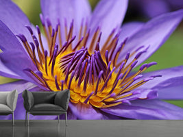 photo-wallpaper-xxl-water-lily-in-purple