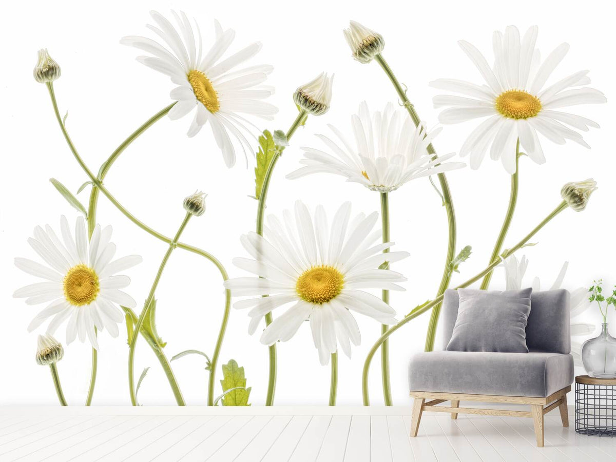 photo-wallpaper-ox-eye-daisies