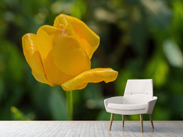 photo-wallpaper-yellow-tulip-xl