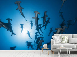 photo-wallpaper-hammerhead-sharks-in-the-light