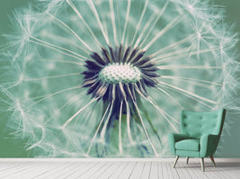 photo-wallpaper-close-up-dandelion