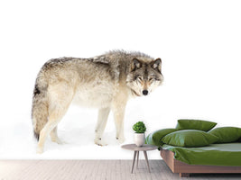 photo-wallpaper-canadian-timber-wolf