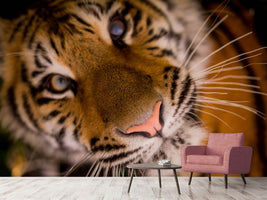 photo-wallpaper-tiger-face