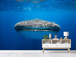 photo-wallpaper-face-to-face-with-a-whale-shark