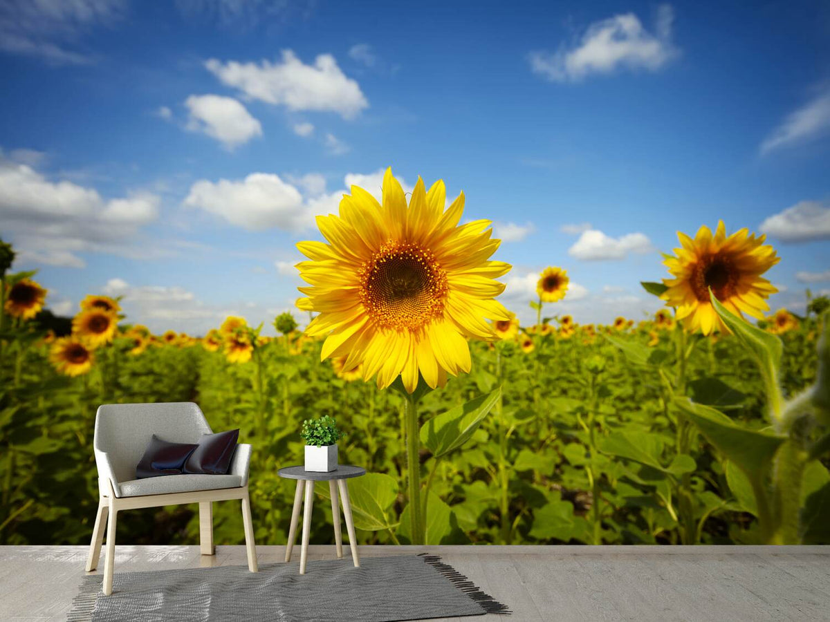 photo-wallpaper-summer-sunflowers