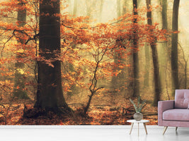 photo-wallpaper-soft-fall-x