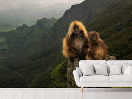 photo-wallpaper-gelada-baboons-xep