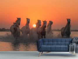 photo-wallpaper-sunset-in-camargue-x