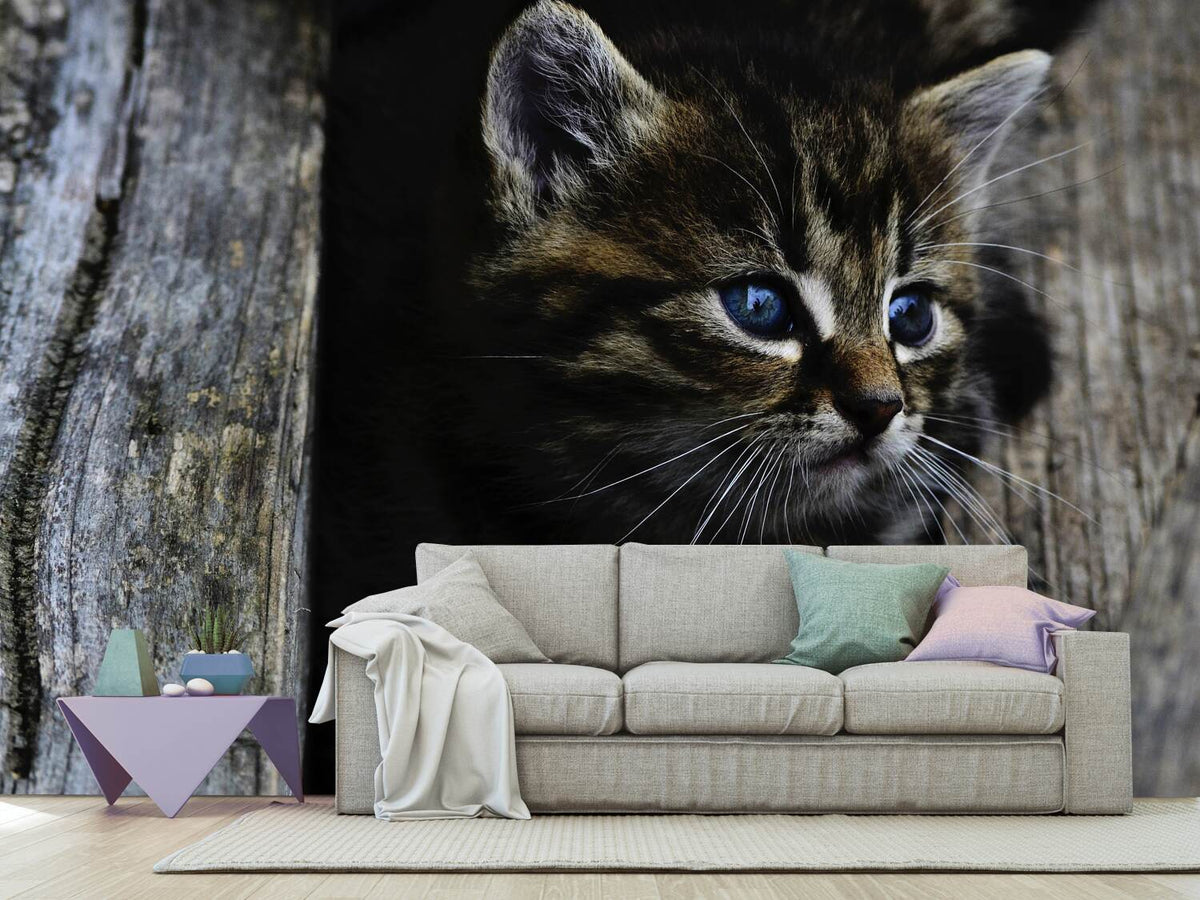 photo-wallpaper-cats-child