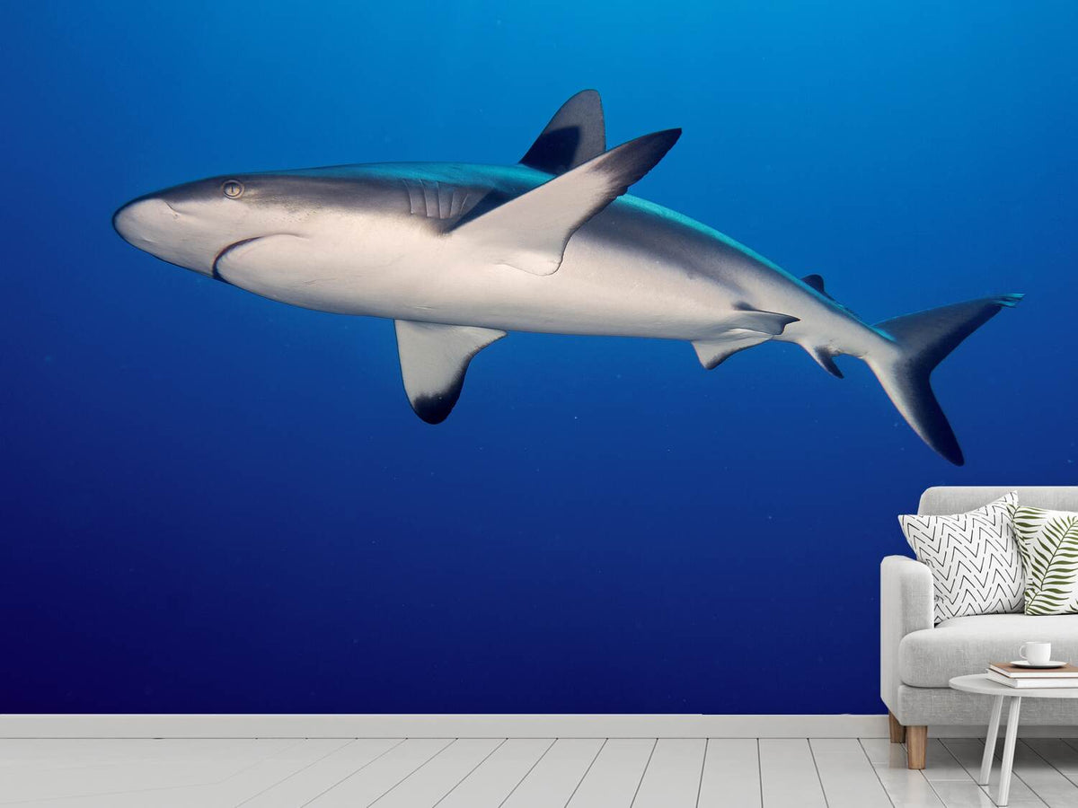 photo-wallpaper-shark-in-the-dark-sea