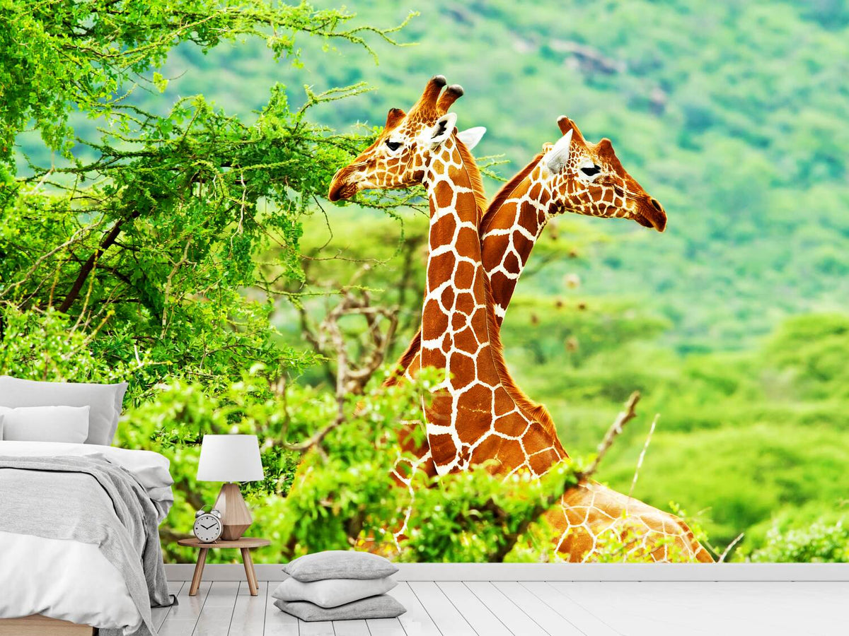 photo-wallpaper-giraffes-love