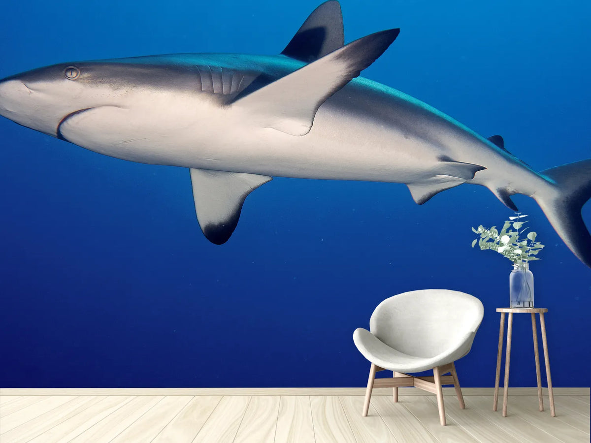 photo-wallpaper-shark-in-the-dark-sea