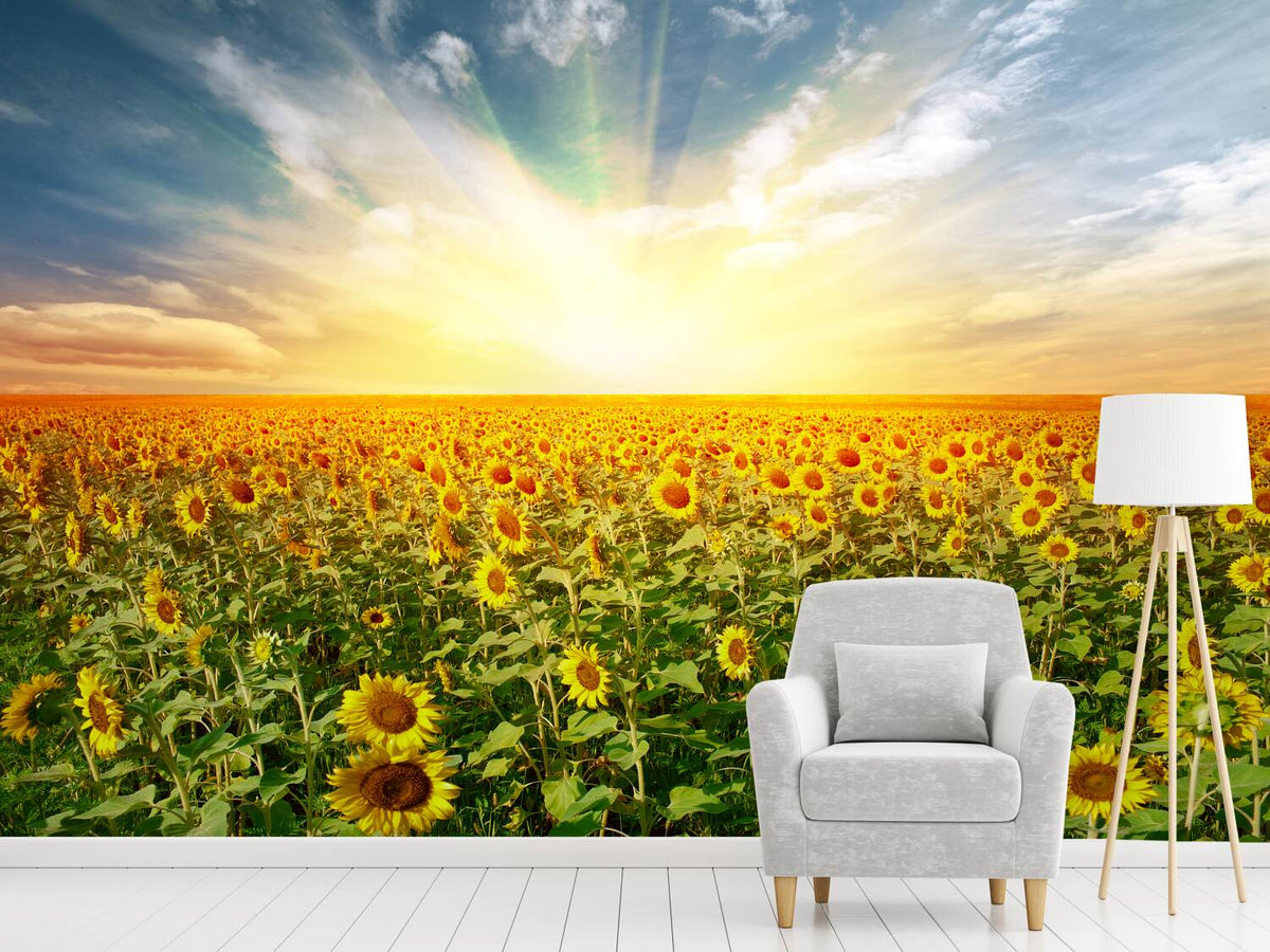 photo-wallpaper-a-field-full-of-sunflowers