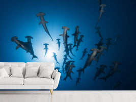 photo-wallpaper-hammerhead-sharks-in-the-light