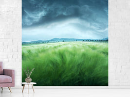 photo-wallpaper-barley-field