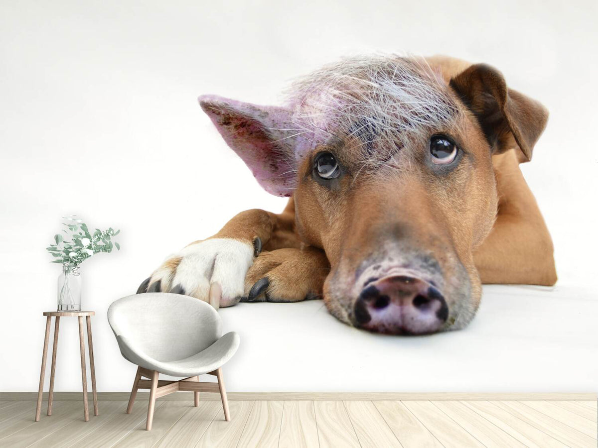 photo-wallpaper-the-funny-pig-dog