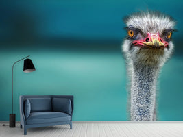 photo-wallpaper-blue-meets-ostrich