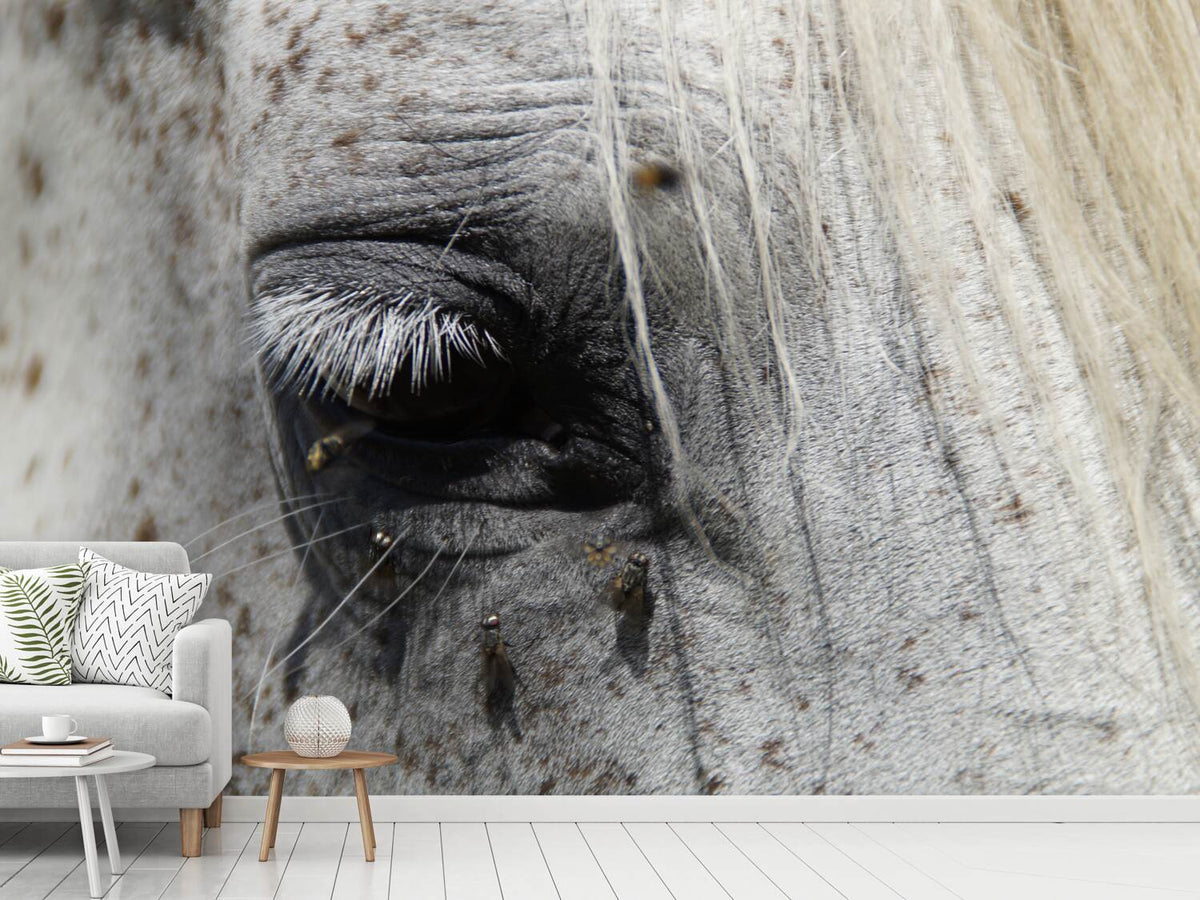 photo-wallpaper-the-eye-of-the-horse