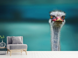 photo-wallpaper-blue-meets-ostrich